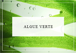 Algue verte